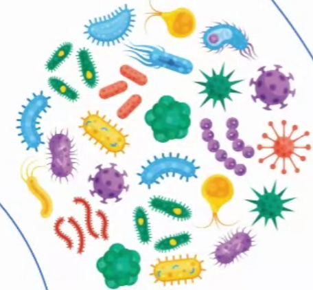 [180-A140-120] Alligator Whole Serum Antibody